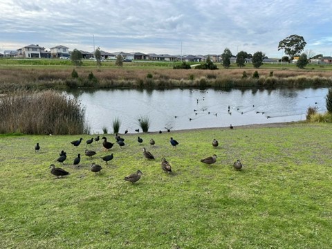 CURZON HPS & BARIATRIC - Clyde North, Victoria — Home image 7